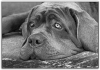 dogs-life-steve-littlewood.jpg